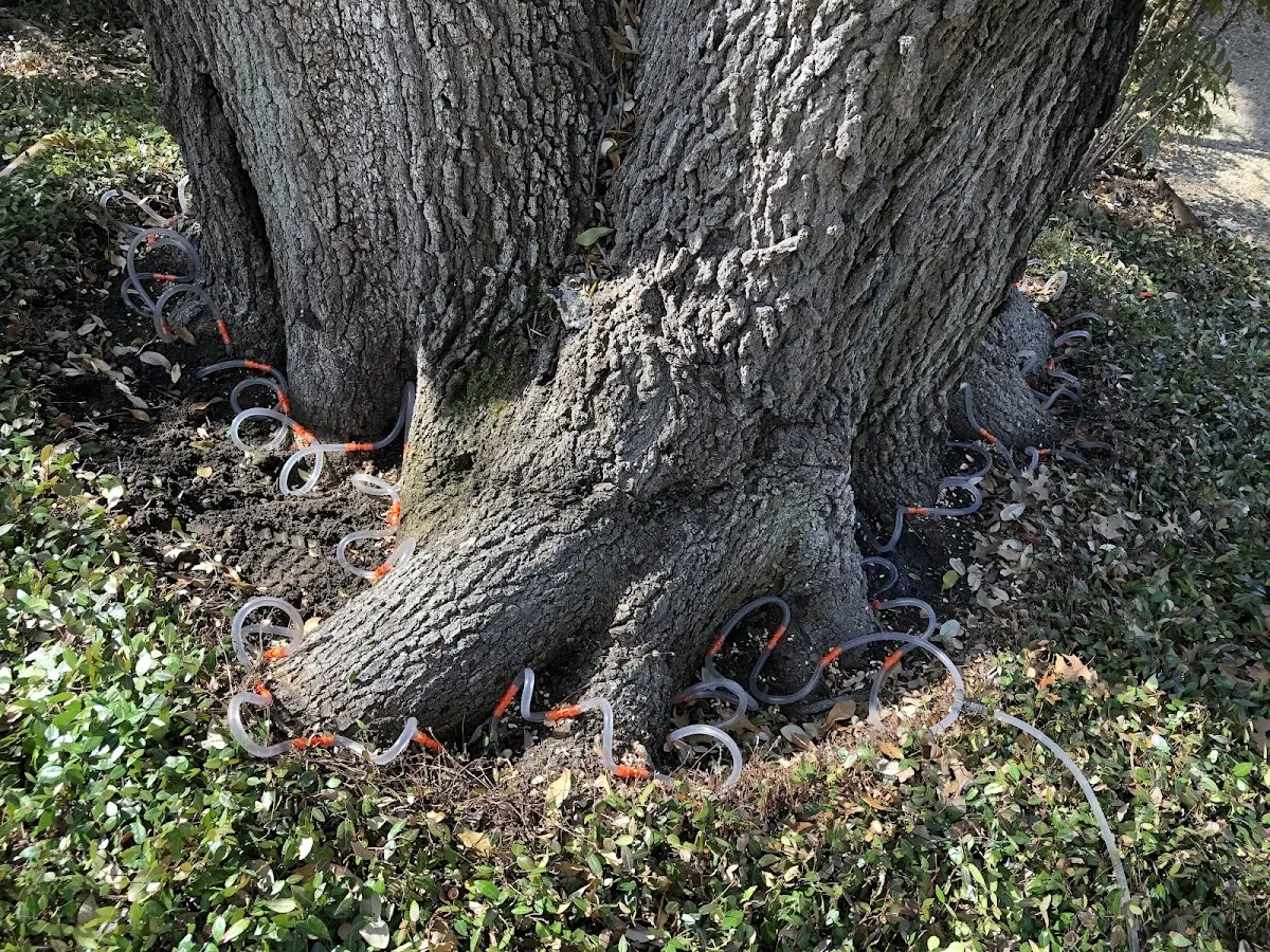 Detailed Tree Cabling and Bracing job site in Halethorpe