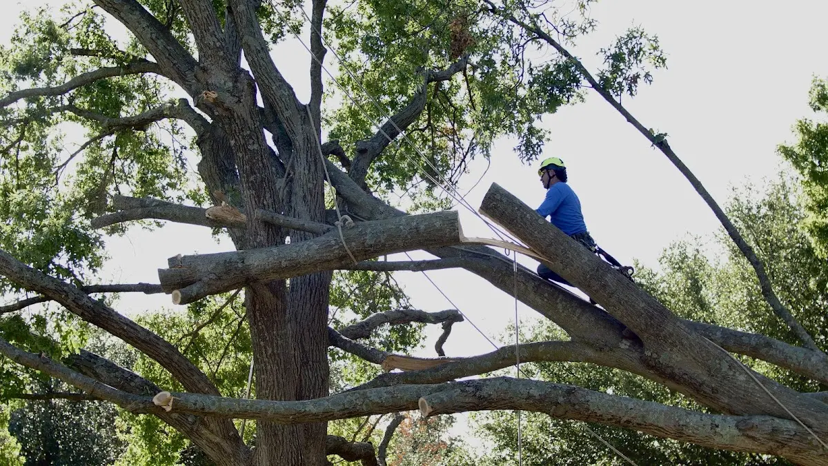 Professional Crown Thinning performed by certified arborists in Halethorpe
