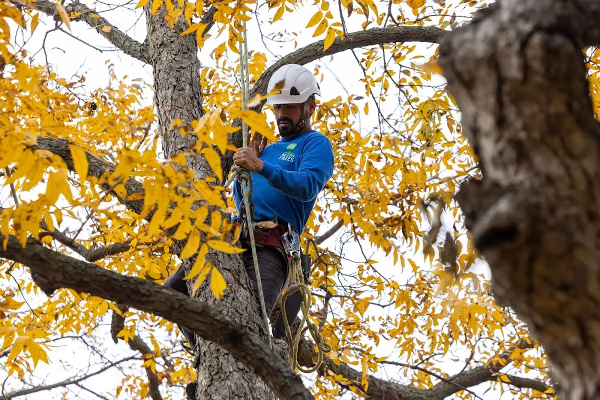 Skilled Tree Transplanting crew working in Halethorpe